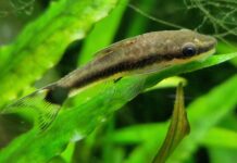Sum Otocinclus: Otosek Otosek