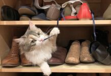 Dlaczego koty tak lubią buty?