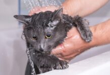 Jak umyć kota lub kociaka