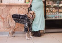 Czy przebieranie psa jest bezpieczne