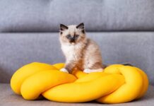 Co musisz wiedzieć przed adopcją pierwszego kota