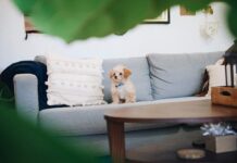 Jak wygląda dorastanie szczeniaka. Kiedy staje się psem?