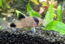 Poznaj Kiryski: Ryby denne Corydoras