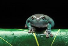 Rzekotka australijska (Litoria caerulea) – opis gatunku rzekotka australijska