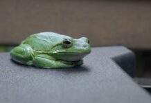 Rzekotka zielona: piękna, nieduża żaba dla początkujących